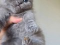 Super kalite scottish fold yavrular