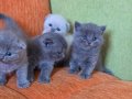 Super kalite scottish fold yavrular