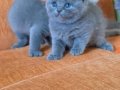 Super kalite scottish fold yavrular