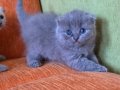 Super kalite scottish fold yavrular