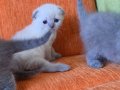 Super kalite scottish fold yavrular