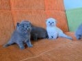 Super kalite scottish fold yavrular