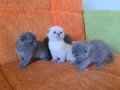Super kalite scottish fold yavrular