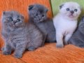 A kalite scottish fold yavrular