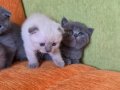 A kalite scottish fold yavrular