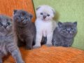A kalite scottish fold yavrular