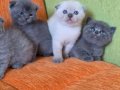 A kalite scottish fold yavrular