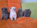 A kalite scottish fold yavrular