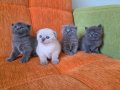 A kalite scottish fold yavrular