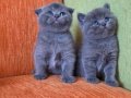 A kalite scottish fold yavrular