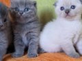 Orijinal scottish fold yavrular