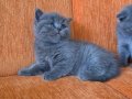 Orijinal scottish fold yavrular