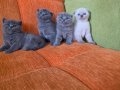Orijinal scottish fold yavrular