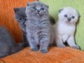 Orijinal scottish fold yavrular