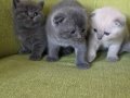 Orijinal scottish fold yavrular