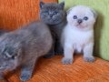 Orijinal scottish fold yavrular