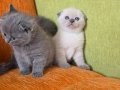 Orijinal scottish fold yavrular