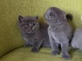 Orijinal scottish fold yavrular