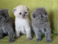 Orijinal scottish fold yavrular