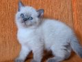 A kalite blue point mavişler