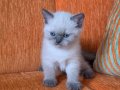 A kalite blue point mavişler