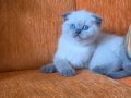 A kalite blue point mavişler