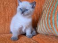 A kalite blue point mavişler