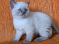 A kalite blue point mavişler