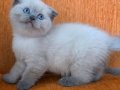 A kalite blue point mavişler