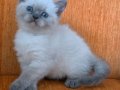 A kalite blue point mavişler