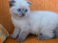 A kalite blue point mavişler