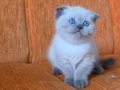 A kalite blue point mavişler