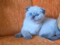 Süper kalite blue point mavişler