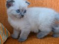 Süper kalite blue point mavişler