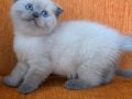 Süper kalite blue point mavişler