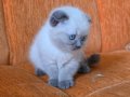 Süper kalite blue point mavişler