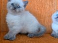Süper kalite blue point mavişler