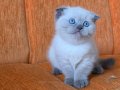 Süper kalite blue point mavişler