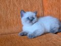 Süper kalite blue point mavişler