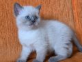 Süper kalite blue point mavişler