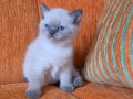 Süper kalite blue point mavişler