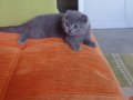 Süper kalite scottish fold 