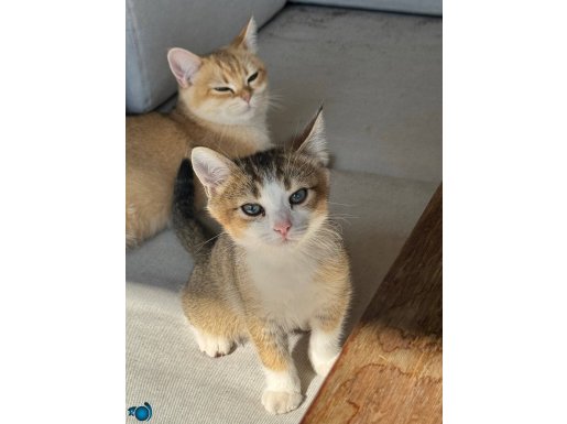 Safkan british shorthair golden