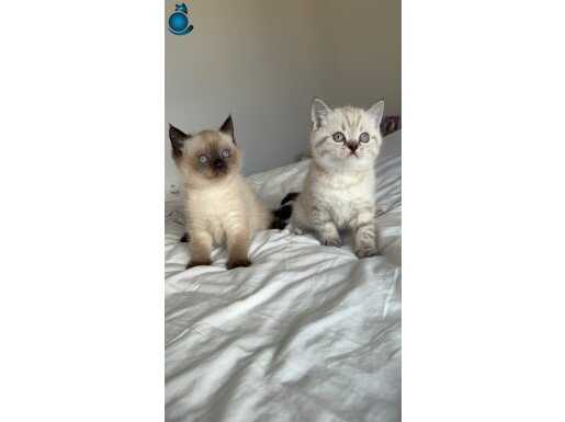 Mavi Bakışlı Blue Point Kar Taneleri