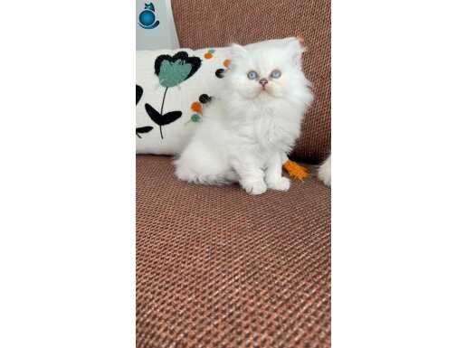 Safkan British Longhair: Mavi Bakışlı Kartaneleri