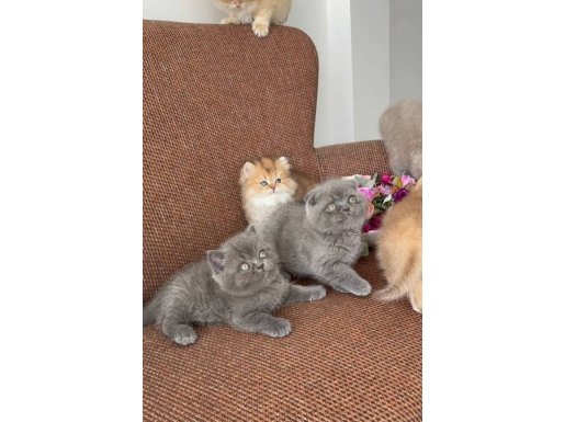 Efsane güzellikte bebekler 