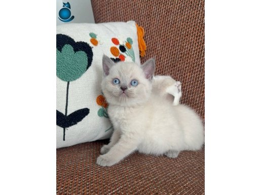 Efsane güzellikte bebeklerim