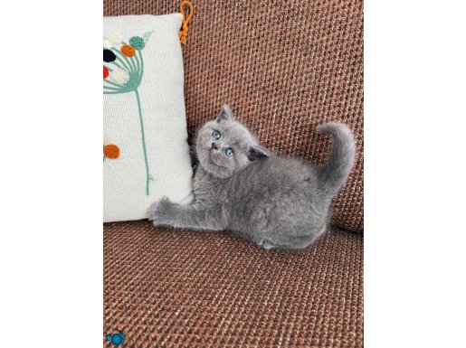 Sosyalleşmiş Safkan British Shorthair Yavruları
