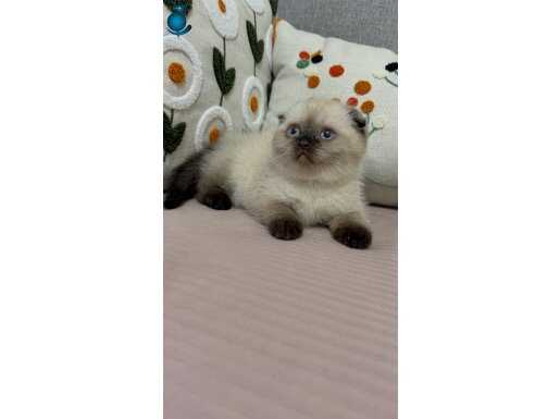 Aşık olacaksınız