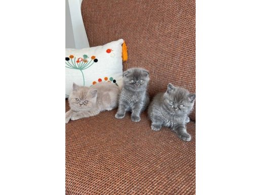 Efsane Güzellikte Panda Sevenler